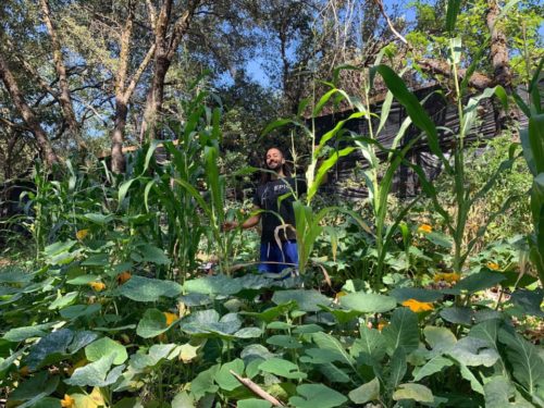 organic edible gardens grass valley landscapers california, ca