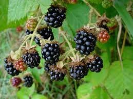 blackberries herbal natural elixirs nevada county california