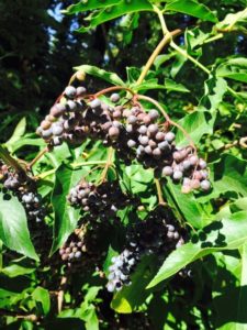 elderberries in california, nevada county herbal remedies natural