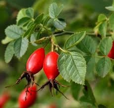 rosehips berry remedies in northern california nevada city grass valley