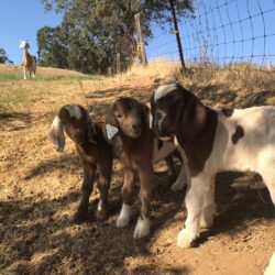 baby goats in grass valley california