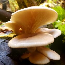 More Sierra Nevada Fungi Finds – Part 2