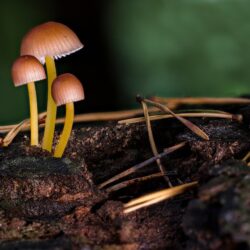Fantastic Local Mushroom Finds – Part 1