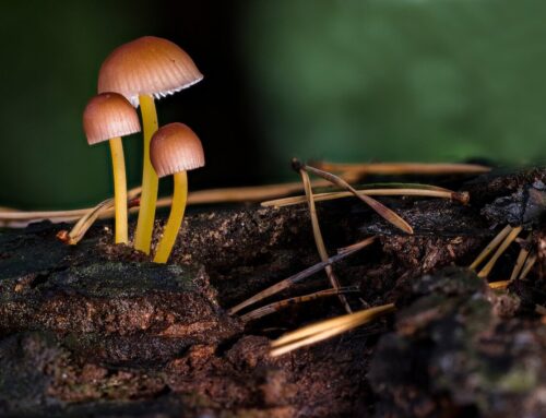 Fantastic Local Mushroom Finds – Part 1
