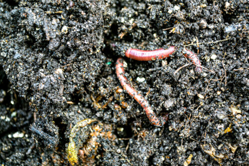 living soil with worms