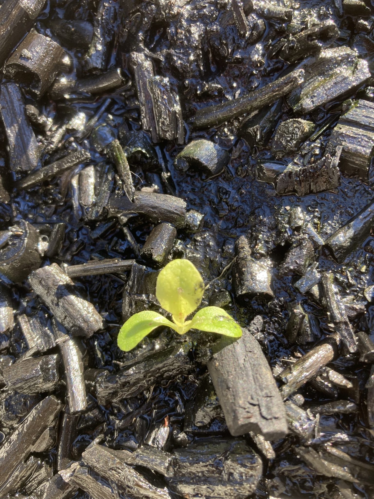BIOCHAR - Reduce Fire Threat While Increasing Forest Resilience ...