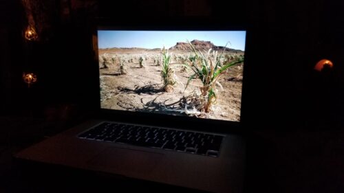 hopi corn in the desert