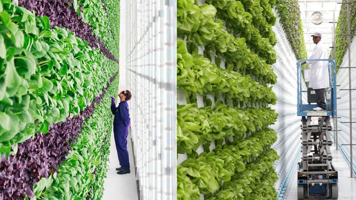 vertical farming northern califronia with solar